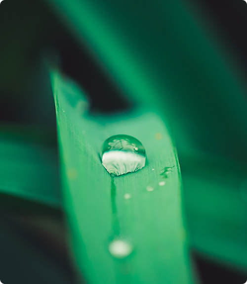 Biometano e hidrogénio