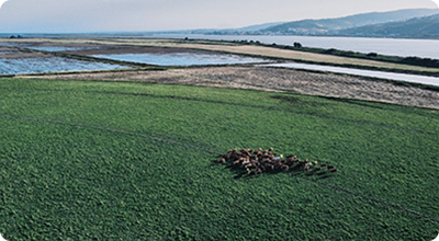 Novo conceito de produção de carne de vaca sustentável